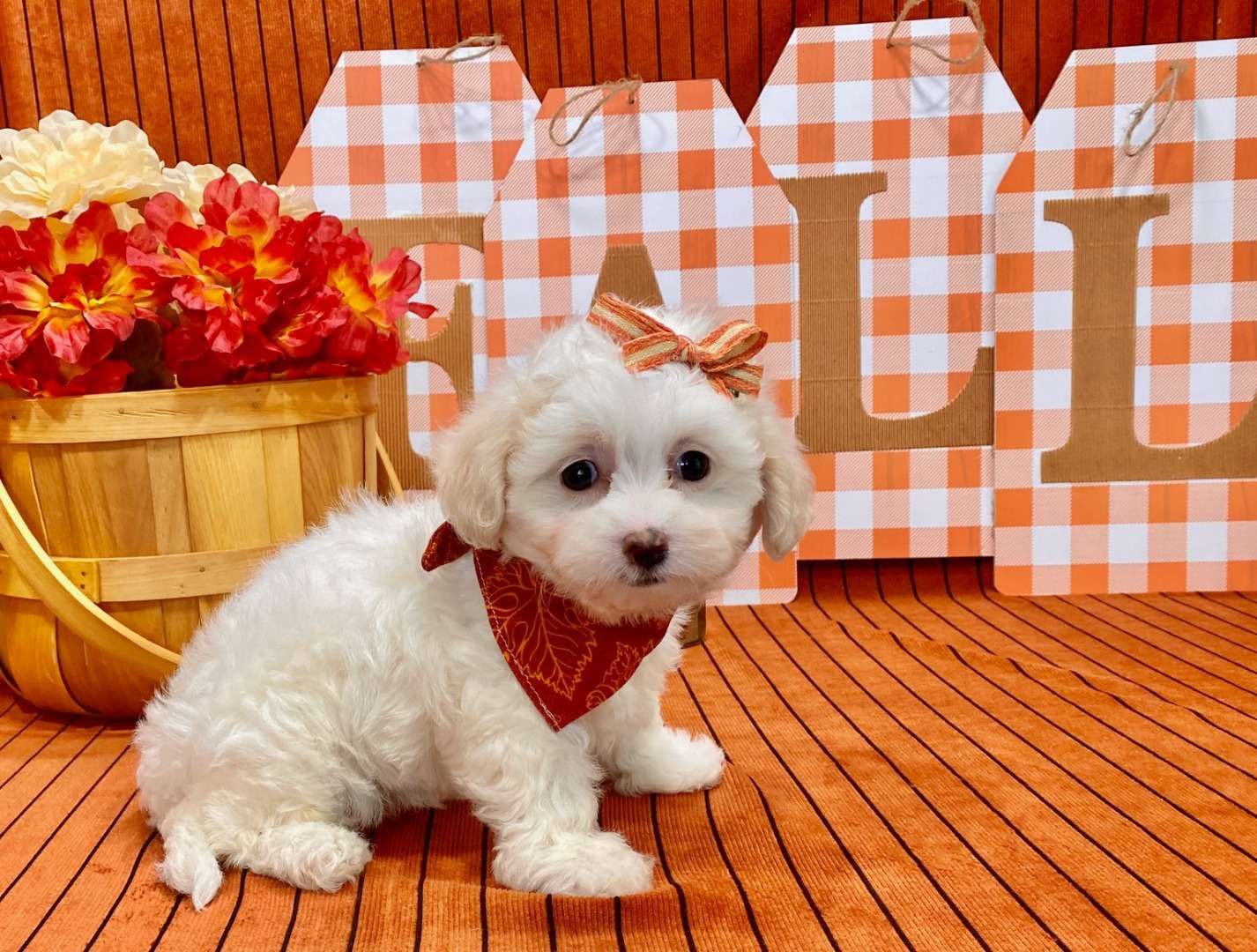Maltipoo Available