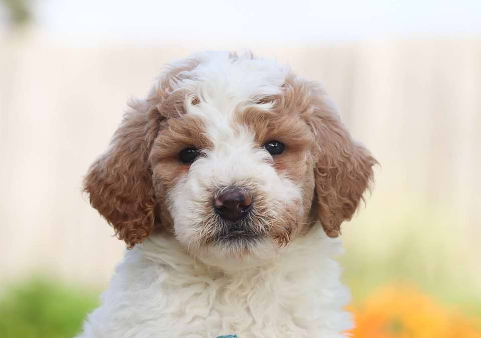 Goldendoodle Available
