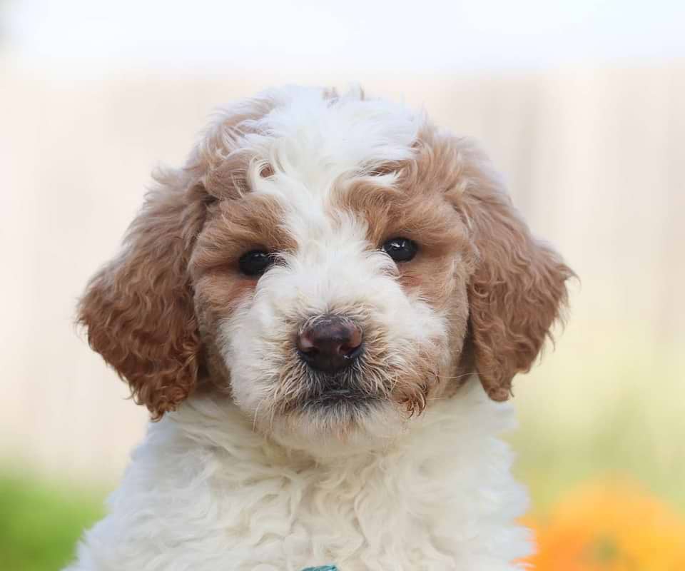 Goldendoodle Available