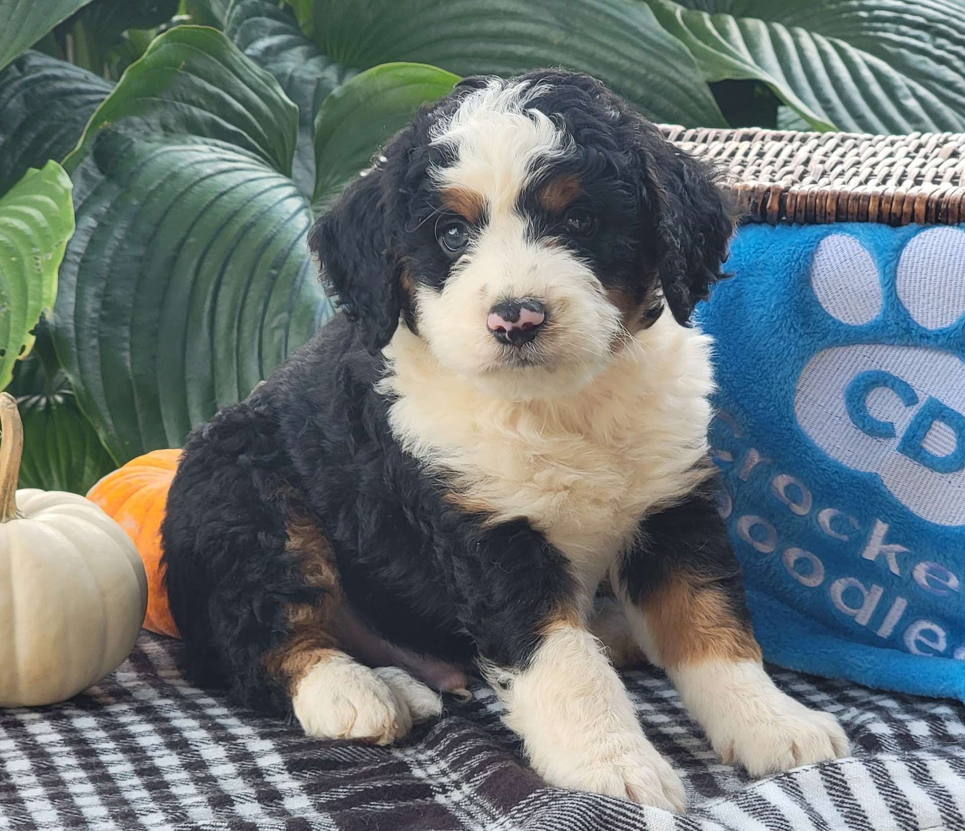 Bernedoodle Available