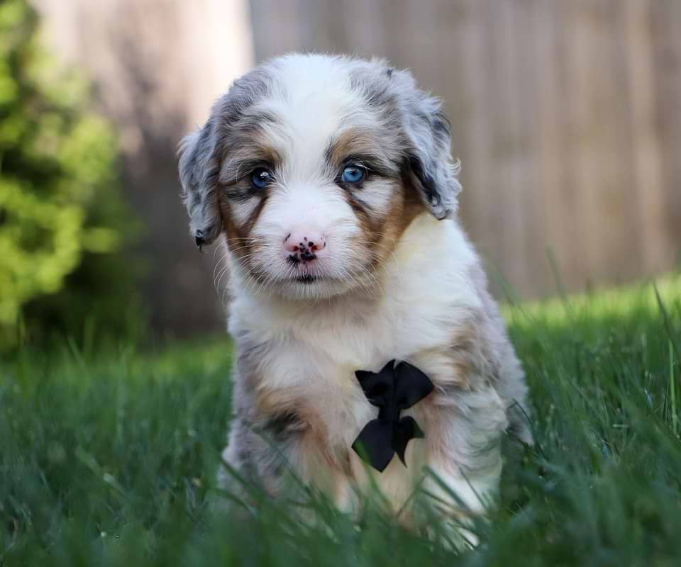 Bernedoodle Available