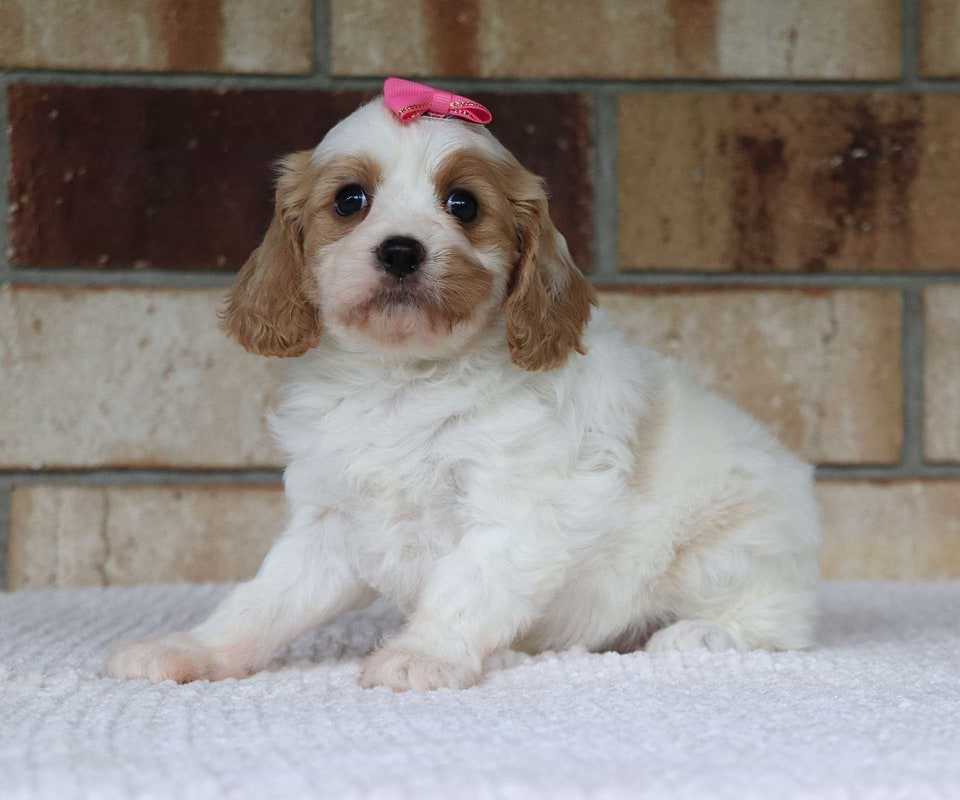 Cavachon Available