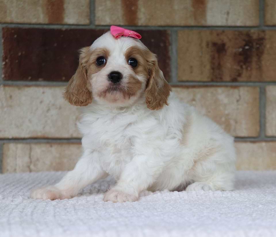 Cavachon Available