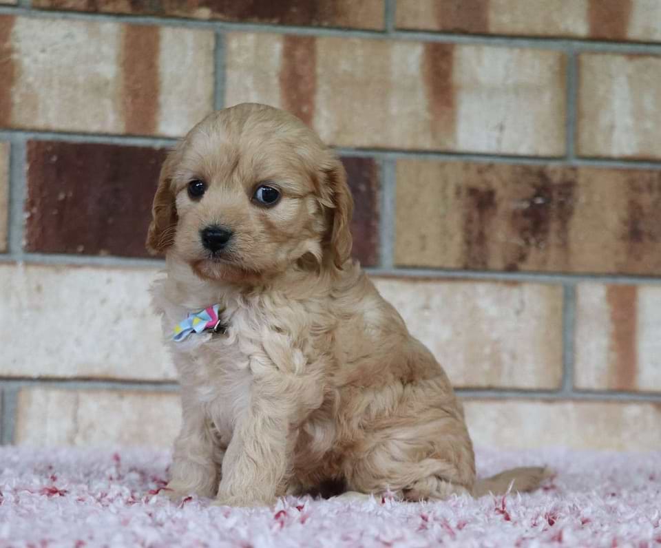 Cavachon Available