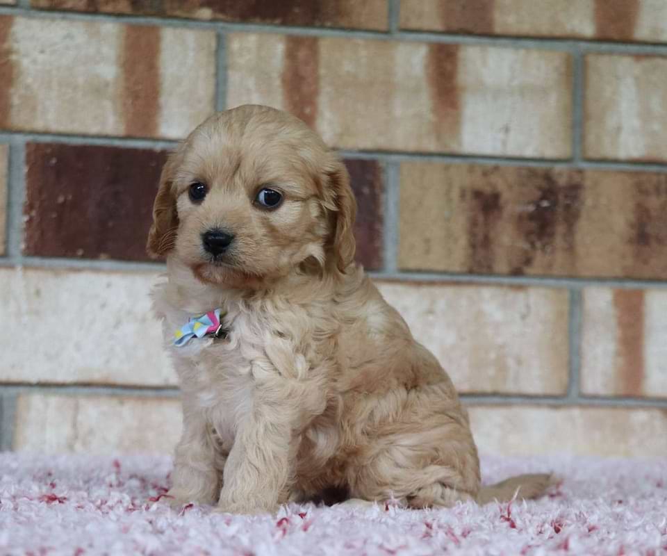 Cavachon Available