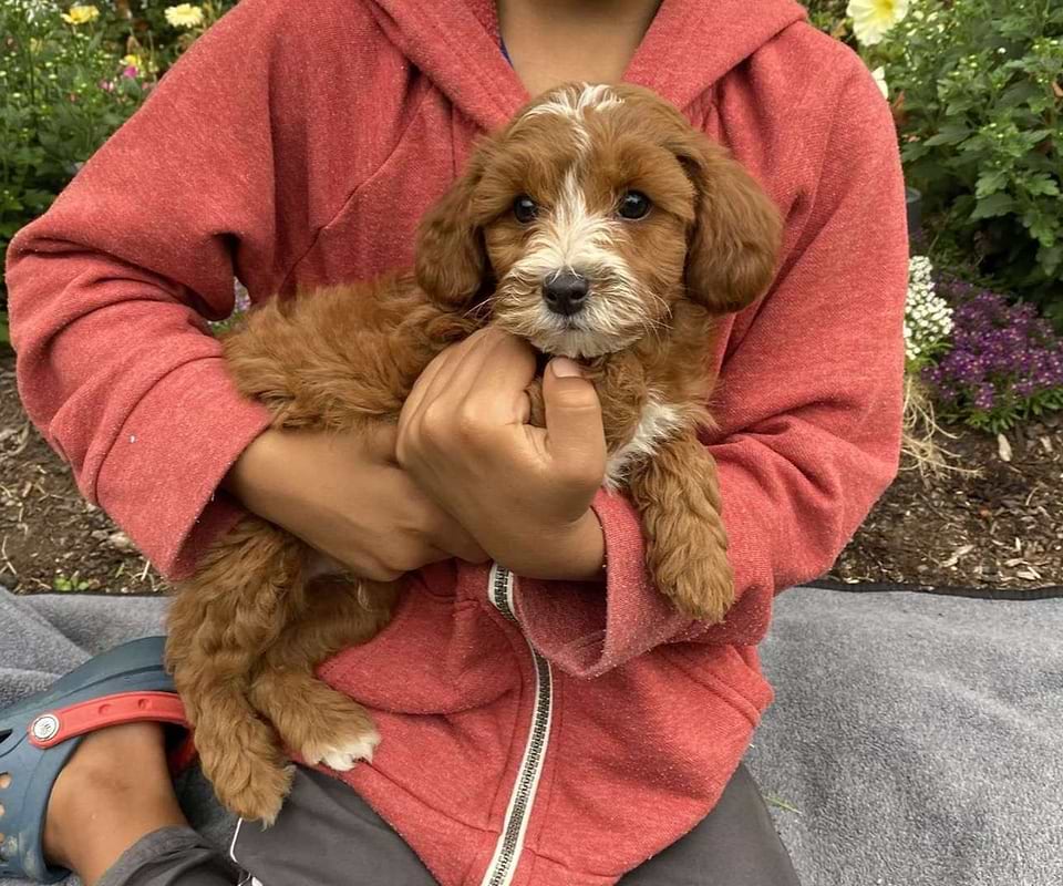 Cavapoo Available