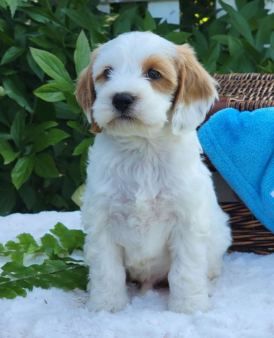 Cavapoo Available