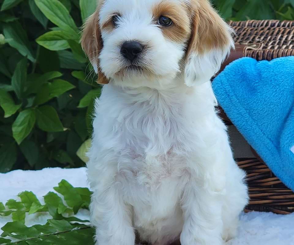 Cavapoo Available