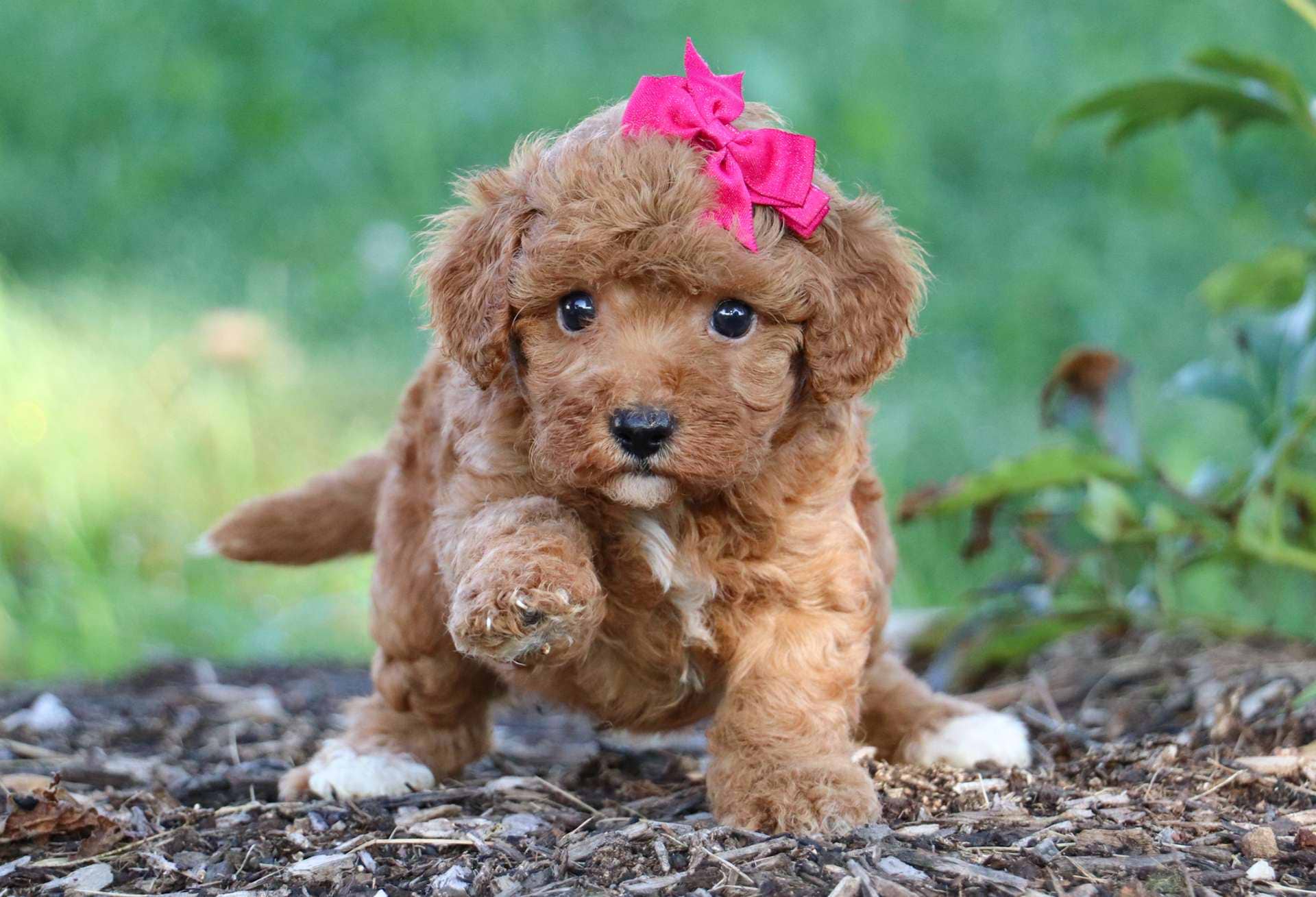 Best Cincinnati Cavapoos Available — Crockett Doodles