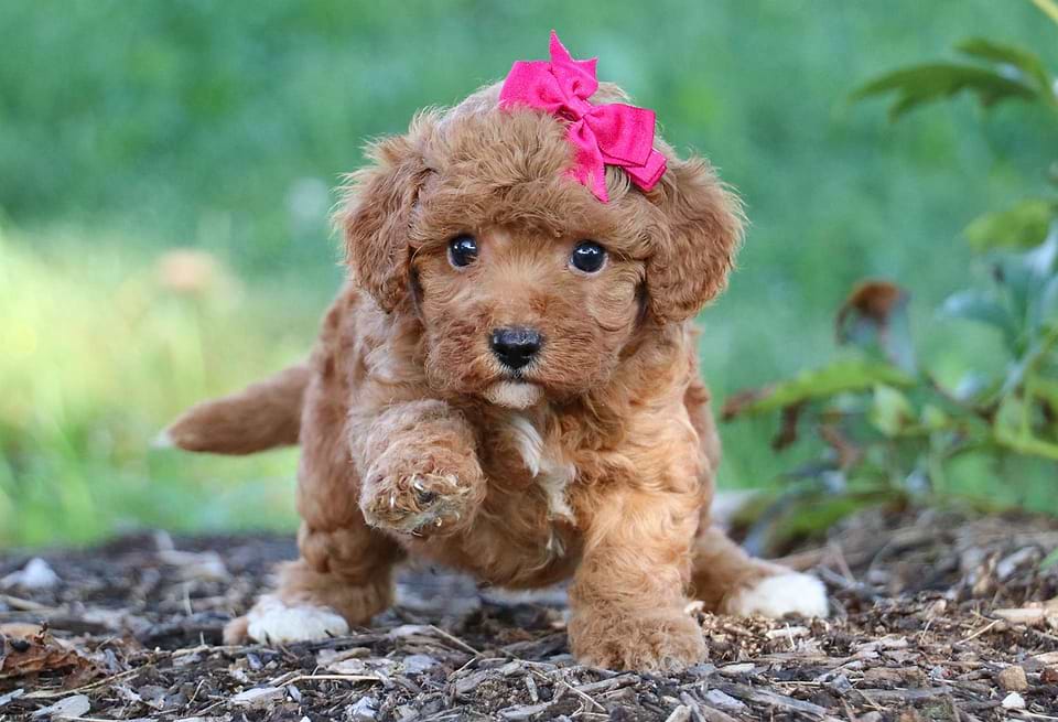 Cute Cavapoo