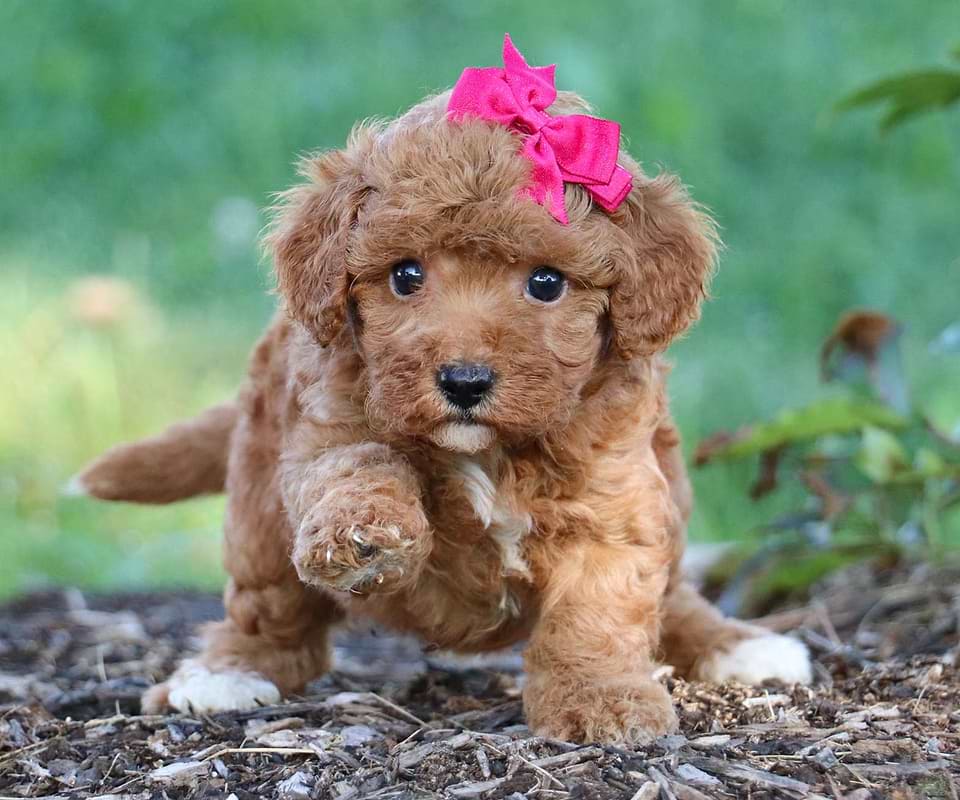 Cute Cavapoo