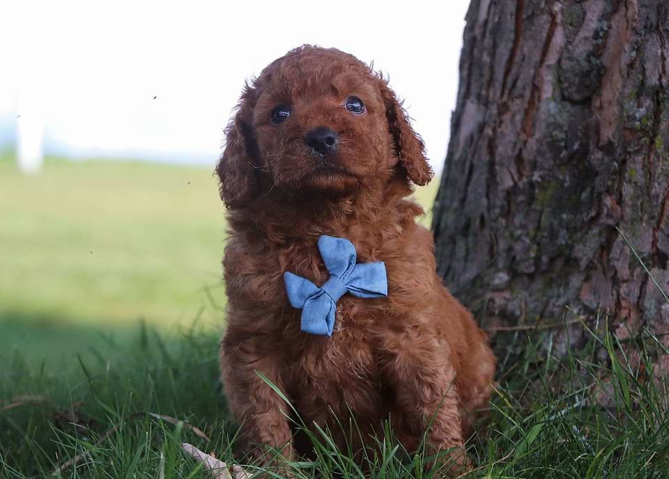 Goldendoodle Available
