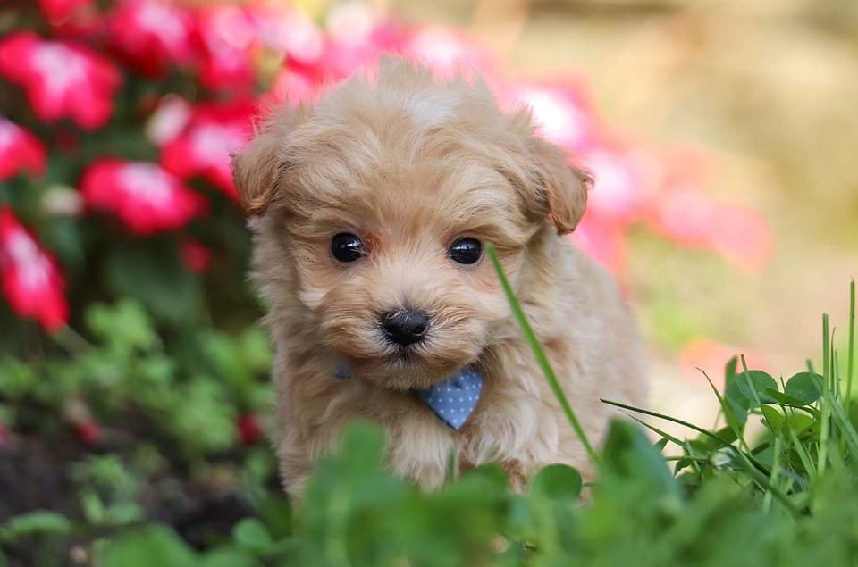 Maltipoo Available
