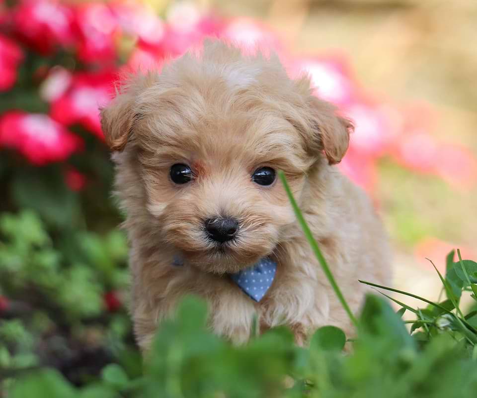 Maltipoo Available