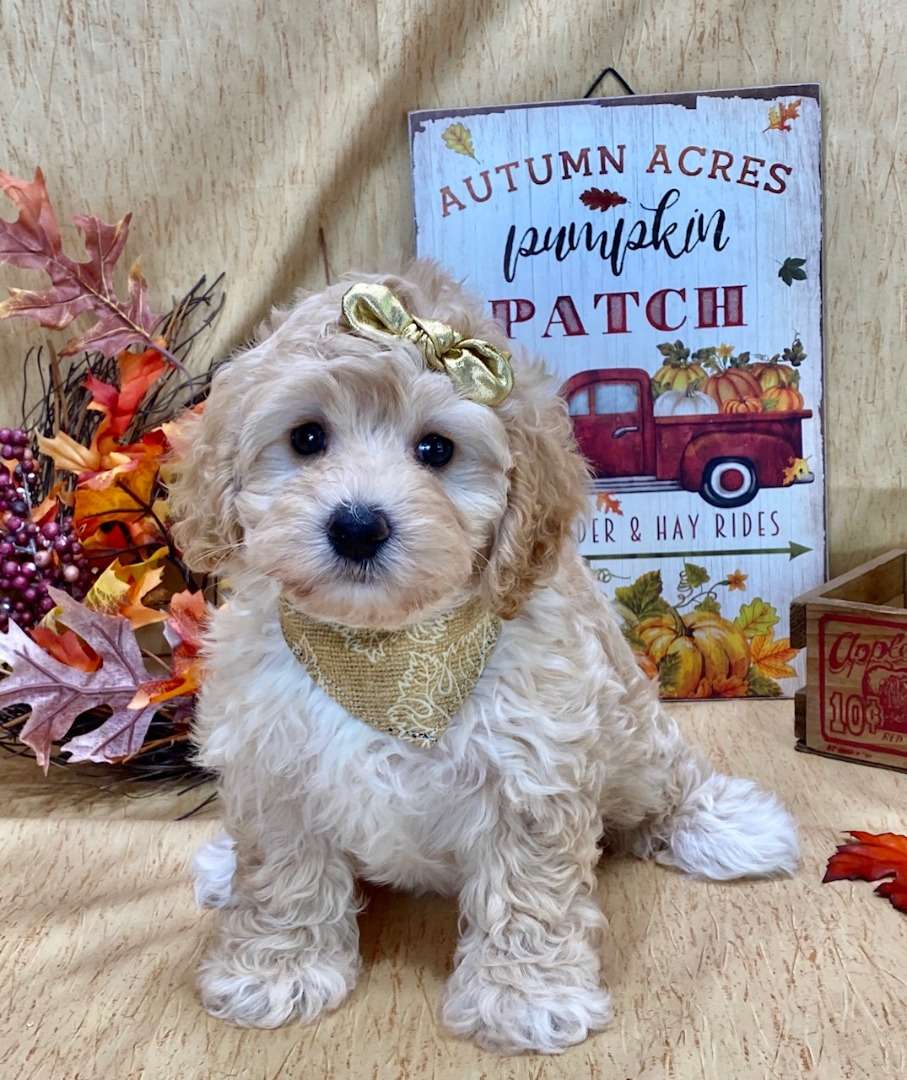 Maltipoo Available