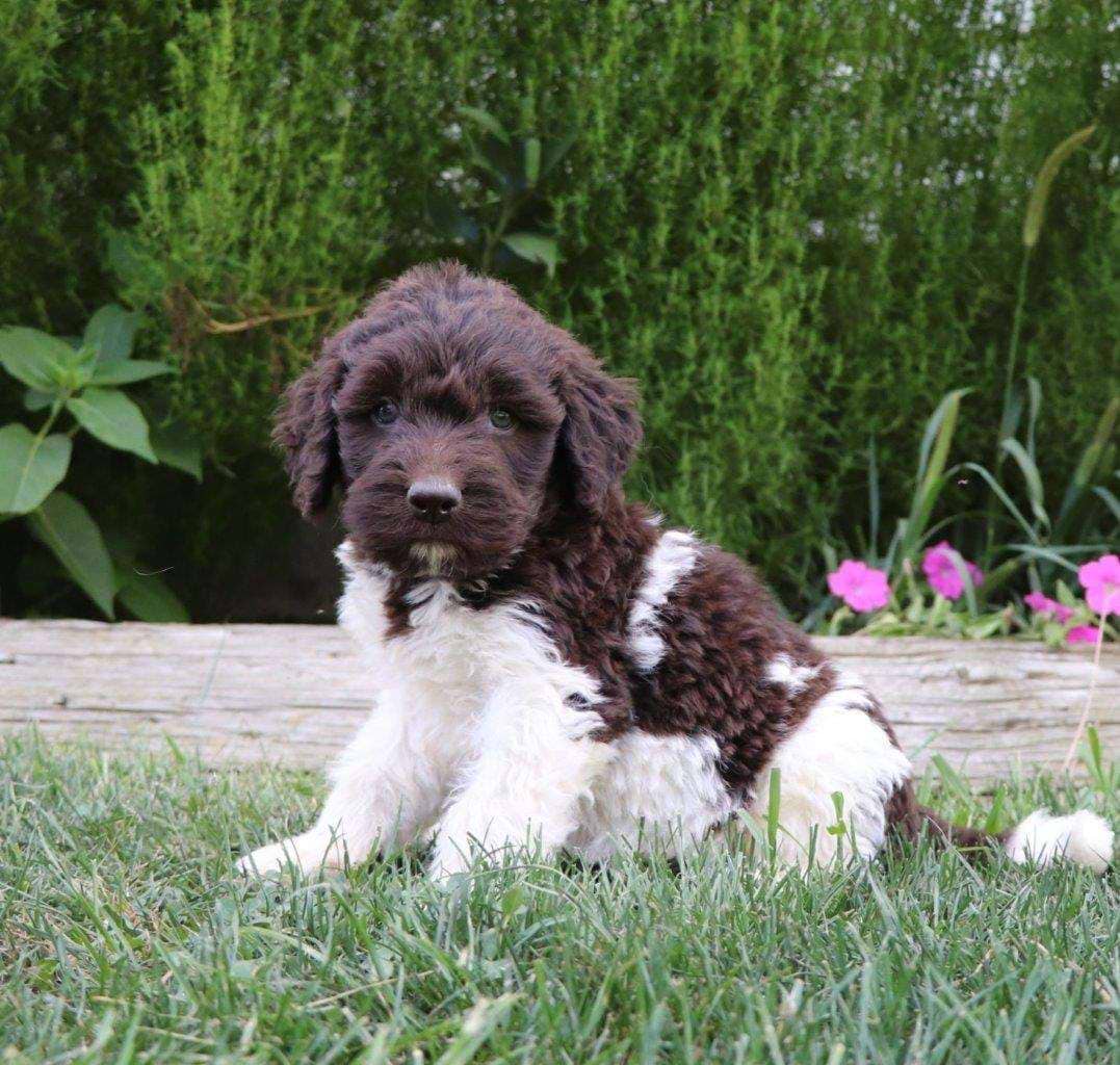 Newfiedoodle Available