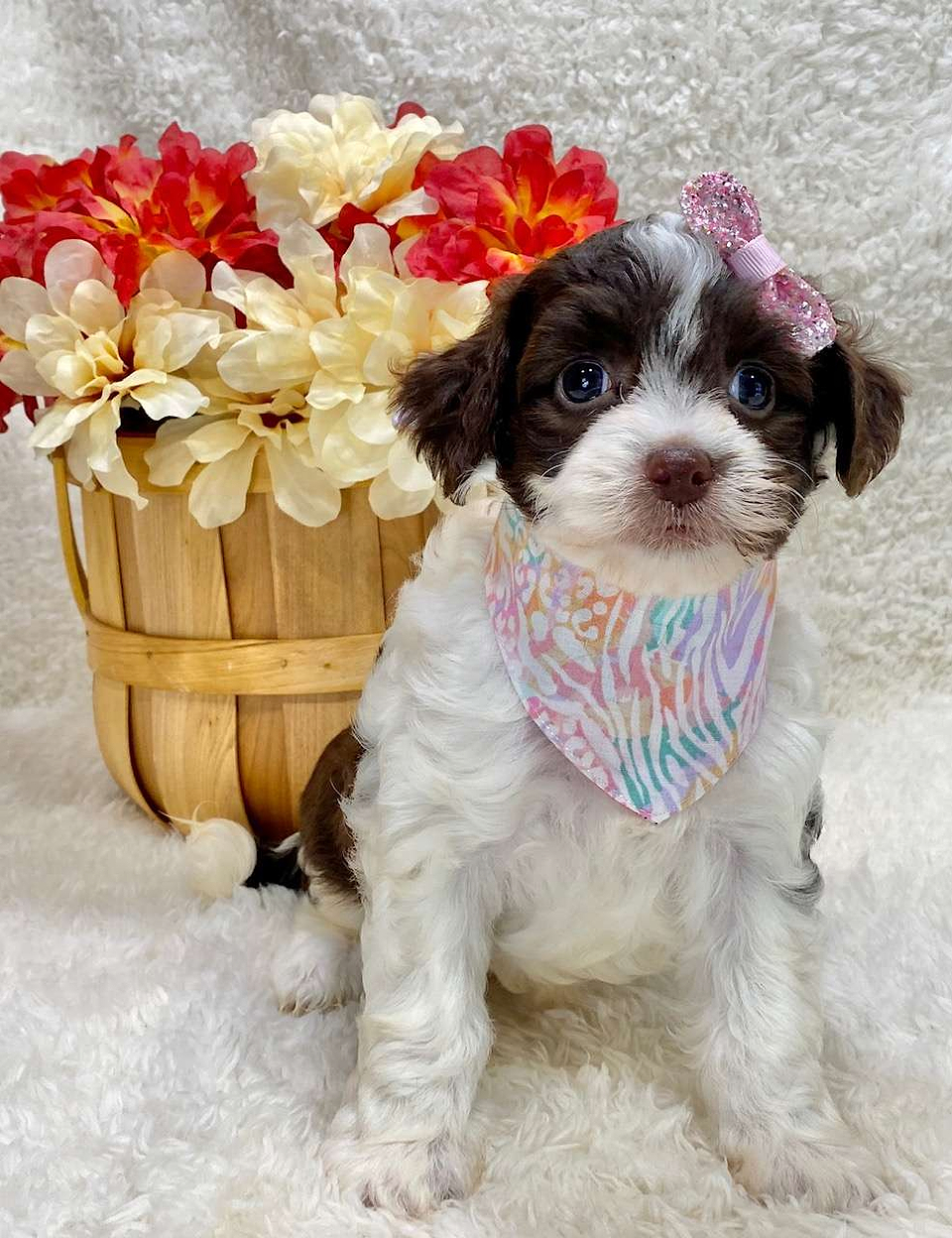 Available Springerdoodle