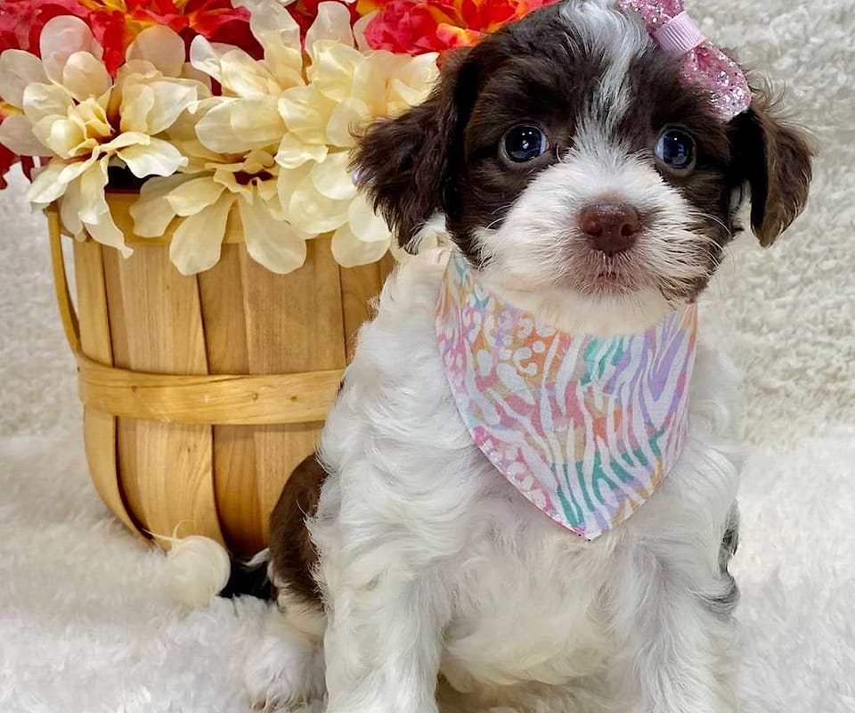Available Springerdoodle
