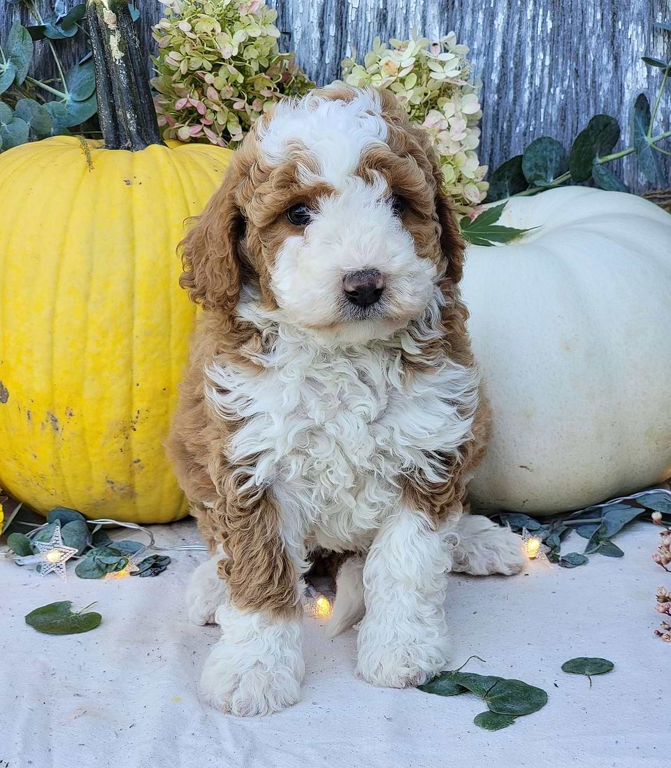 Available Bernedoodle