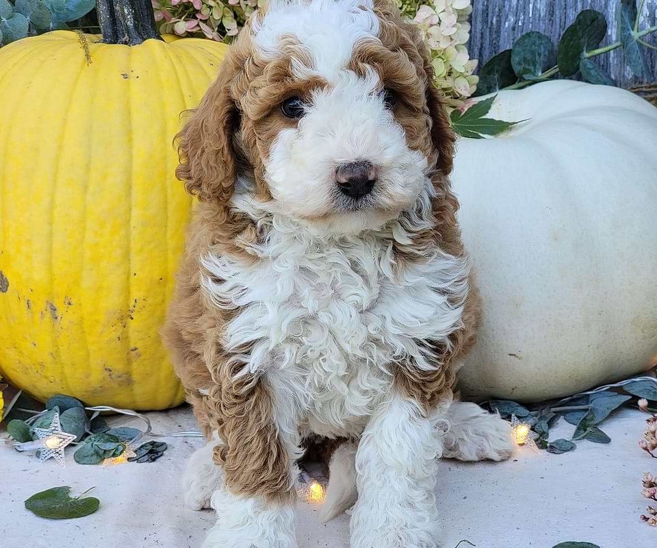 Available Bernedoodle