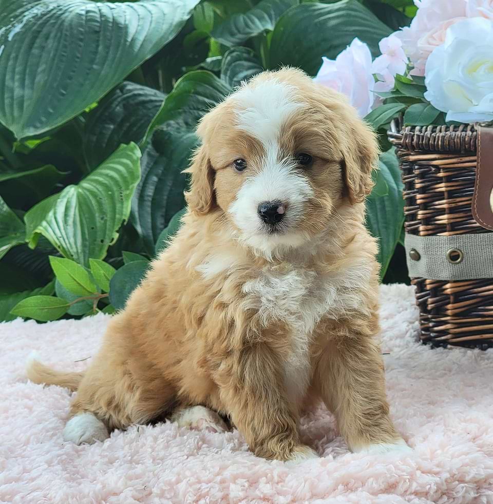 Cute Bernedoodle Available
