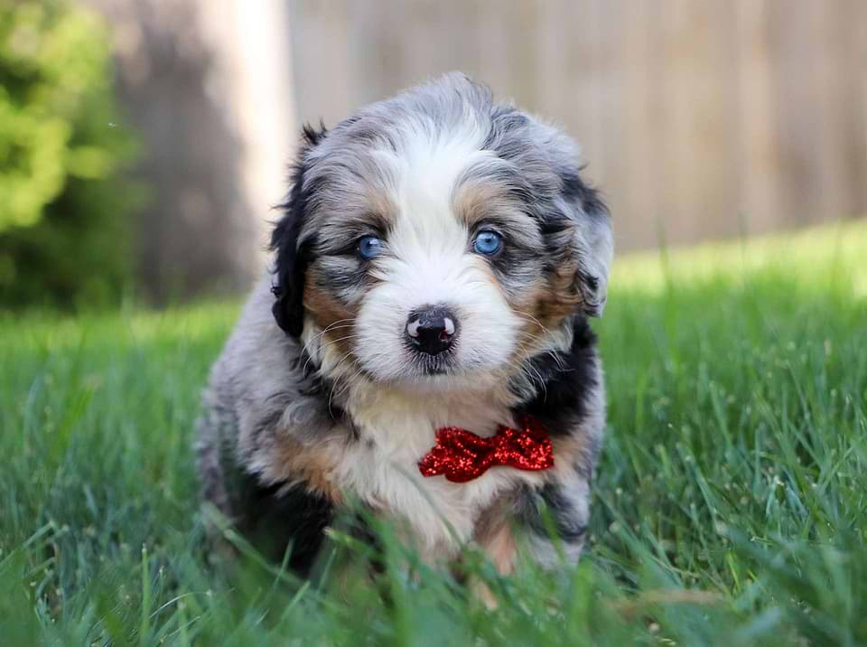 Available Bernedoodle