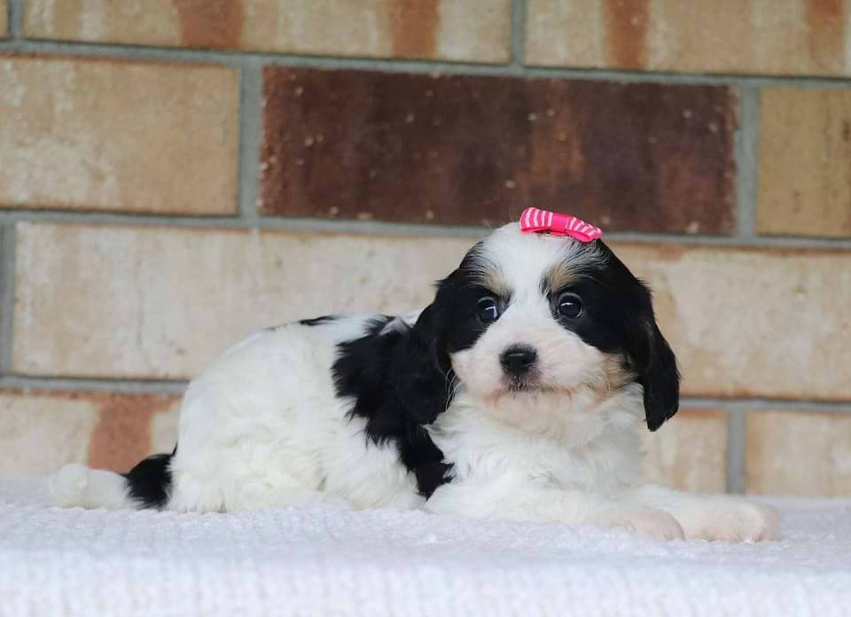 Available Cavachon