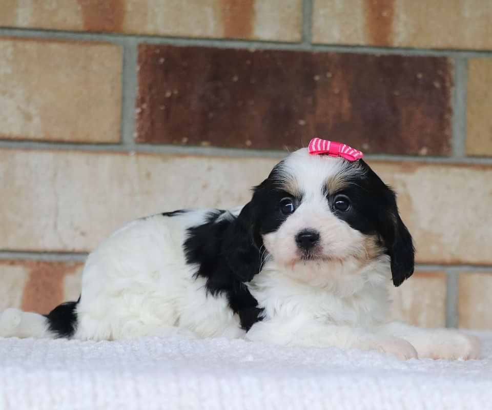 Available Cavachon