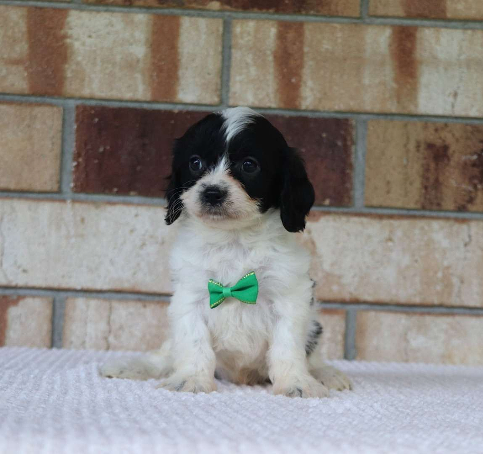 Available Cavachon