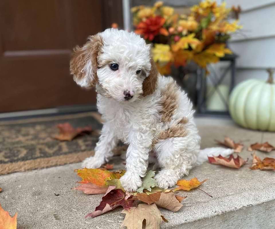Available Cavapoo