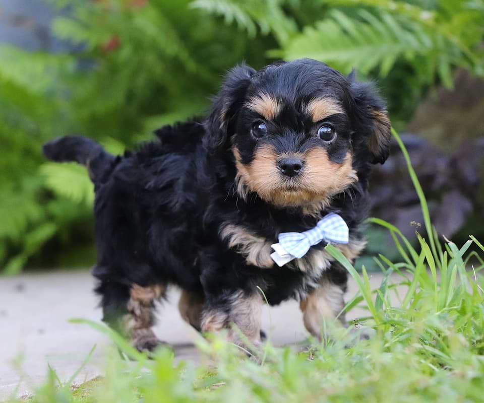 Available Cavapoo