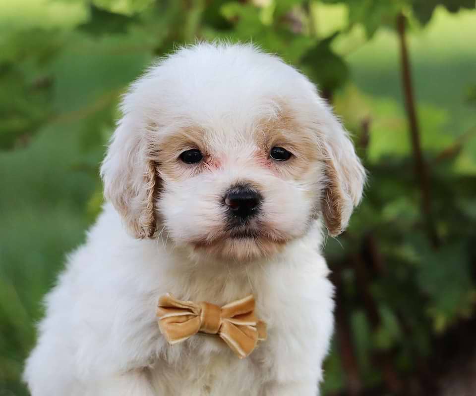 Available Cockapoo