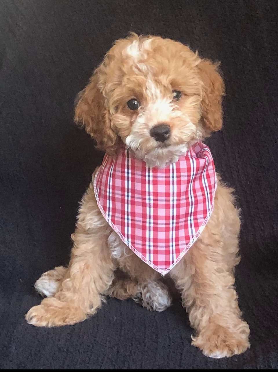 Available Cockapoo