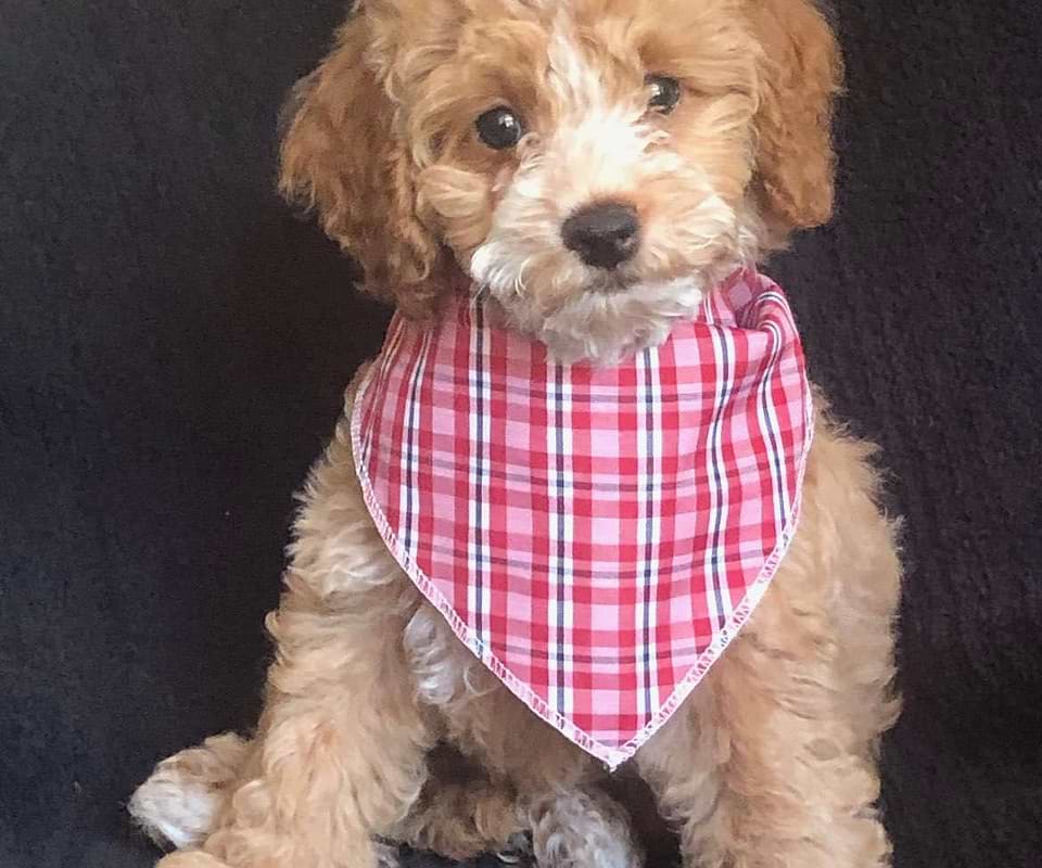 Available Cockapoo