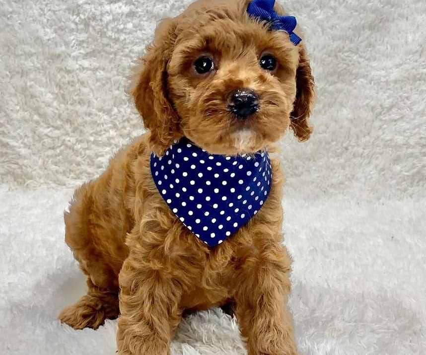 available cockapoo