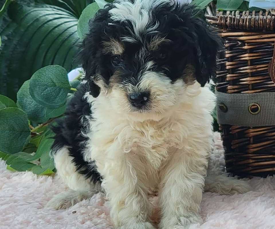 Available Bernedoodle