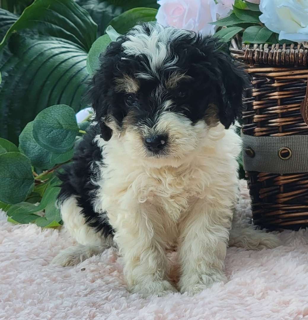 Available Bernedoodle