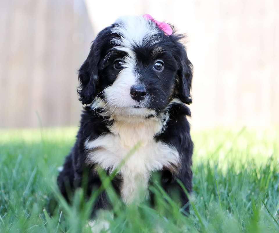 Bernedoodle Available