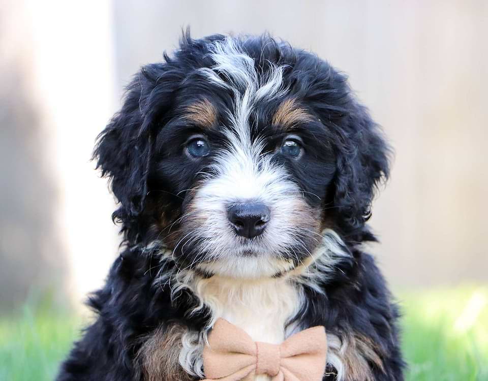 Cute Bernedoodle