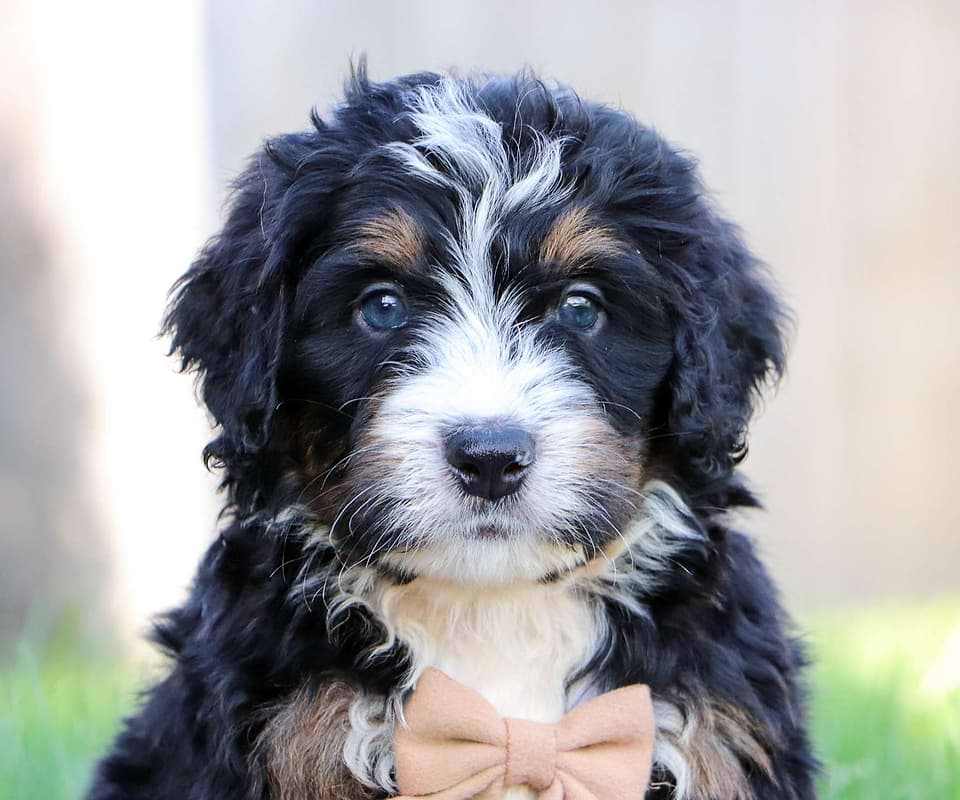 Cute Bernedoodle
