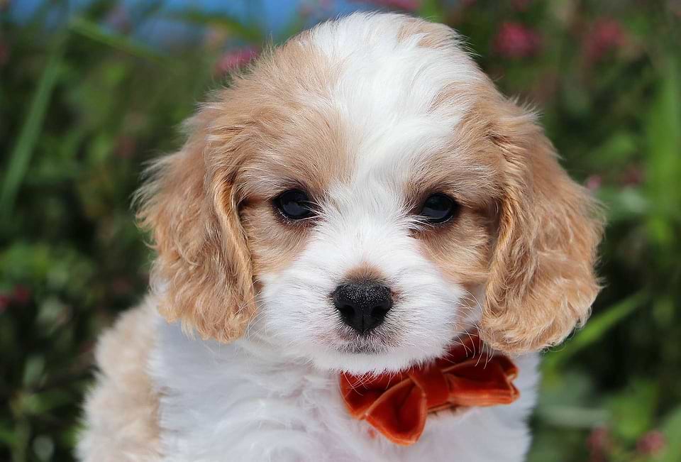 Cute Cavachon