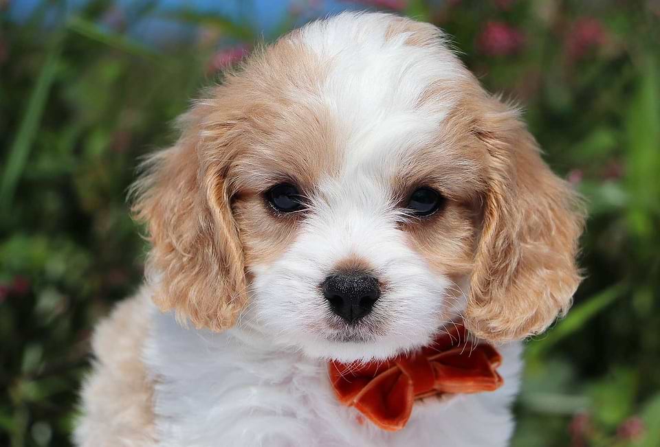 Cute Cavachon