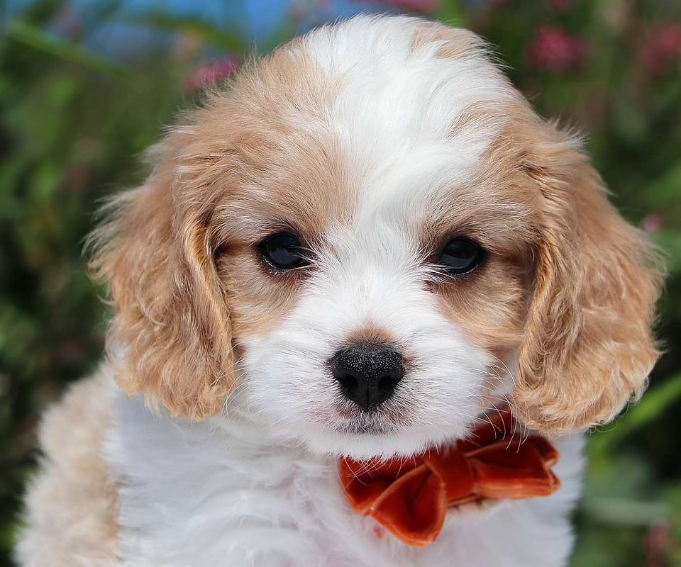 Cute Cavachon