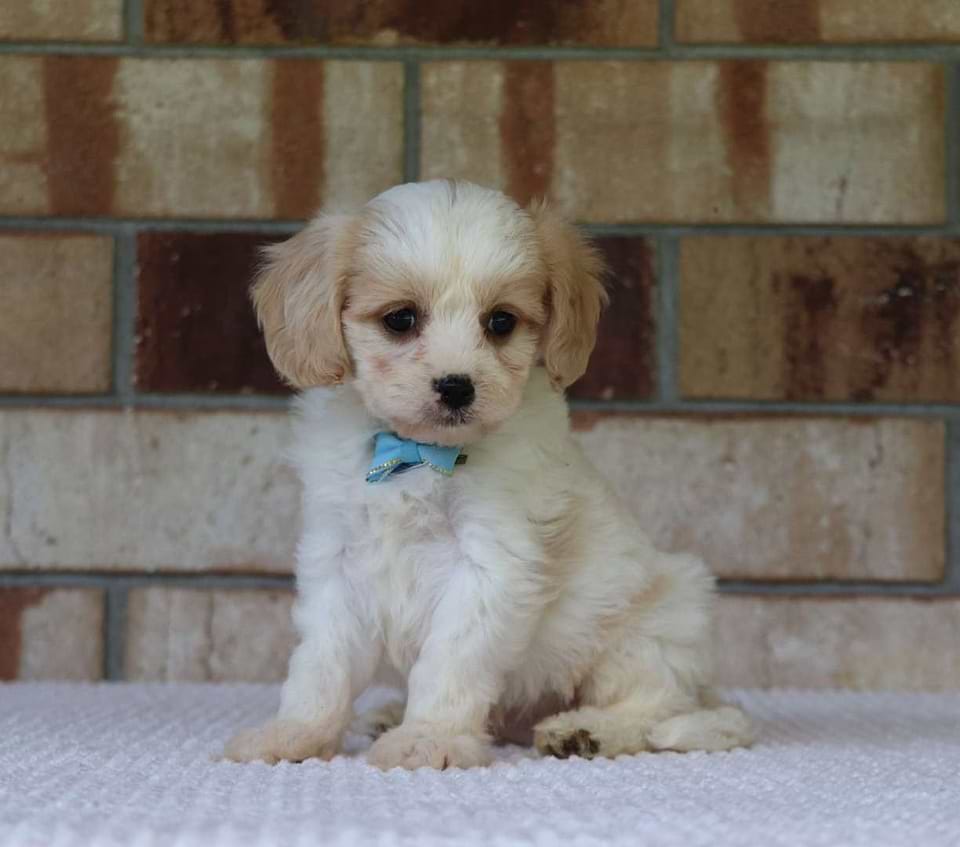 Available Cavachon