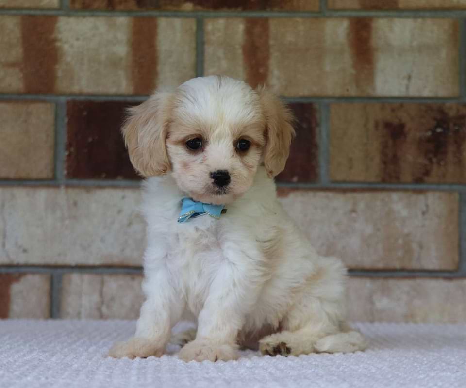 Available Cavachon