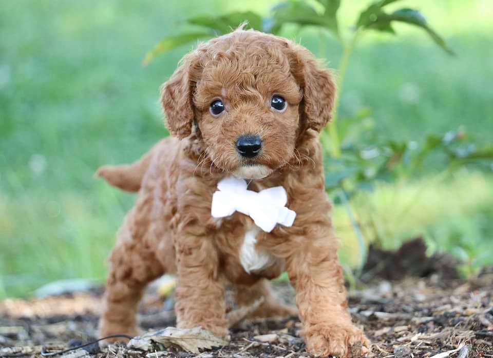 Available Cavapoo