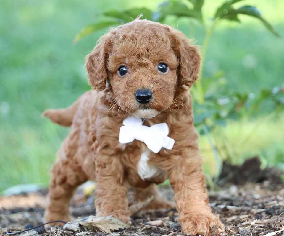 Available Cavapoo
