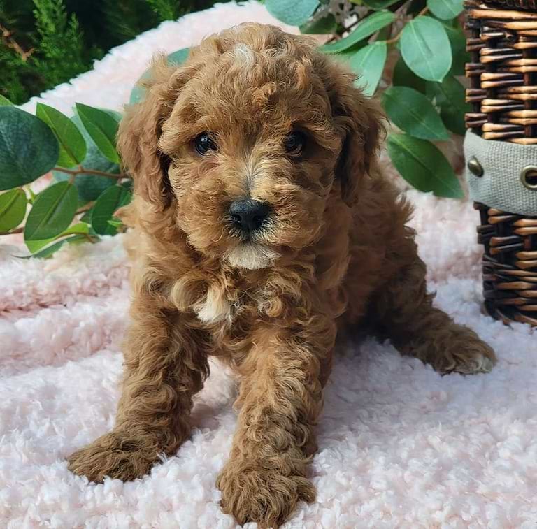 Best Houston Cavapoos Available — Crockett Doodles