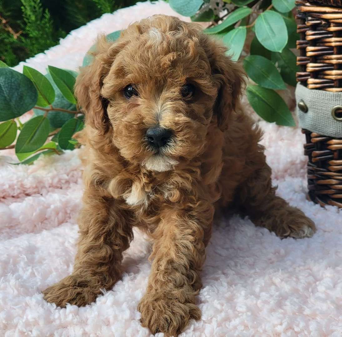 Available Cavapoo