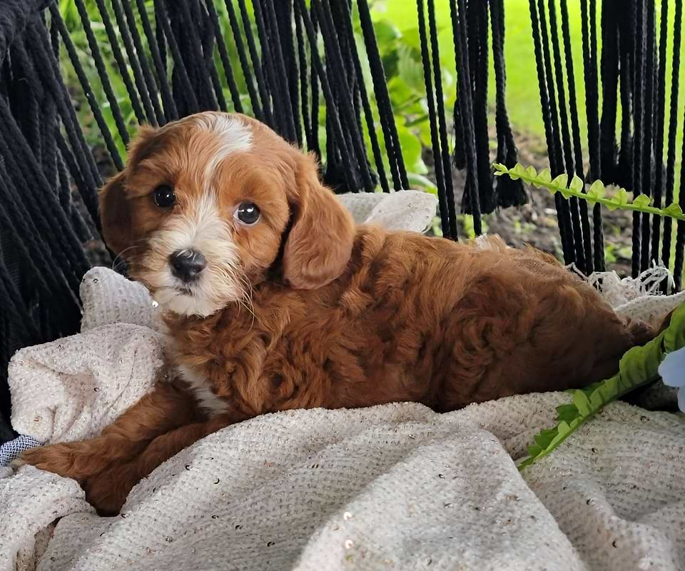 Cavapoo Available